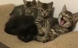 【動画】子猫3匹、あくびが伝染していく様子が可愛いｗｗｗｗ