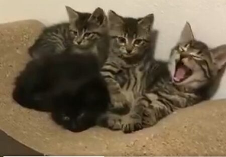 【動画】子猫3匹、あくびが伝染していく様子が可愛いｗｗｗｗ