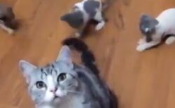 【動画】ママの尻尾に夢中な子猫たち、可愛いｗｗｗｗ