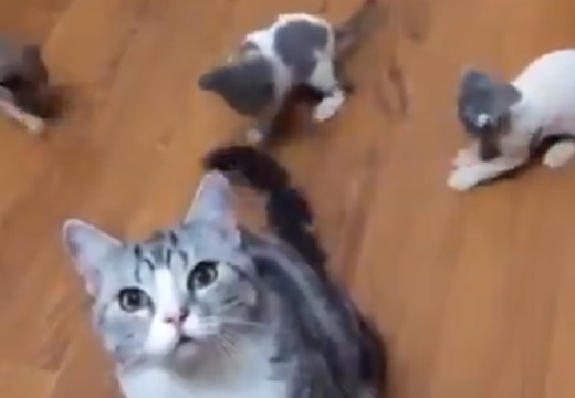 【動画】ママの尻尾に夢中な子猫たち、可愛いwwww