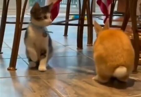 【動画】うさぎと暮す子猫のうさぎ化が話題にｗ「強烈にカワイイ！」