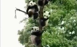 【ずらずら】パンダがたくさん上ってる木、想像以上だったｗｗｗｗ
