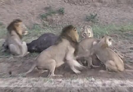 【それぞれの表情ｗ】水牛を食べようとするライオンの群れ、突然ケンカをし始めその隙に水牛は立ち去る・・・