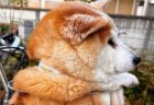【笑】「お手」練習中の犬と、後ろからアドバイスしてる犬、どっちも可愛いｗ