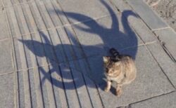 【！？】猫の本当の姿が撮影されネット騒然・・・