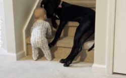 【賢！】階段を昇ろうとする赤ちゃんをそっとブロックしお世話する犬、凄すぎる！