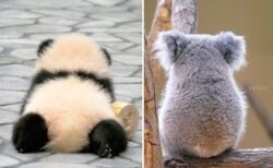 【たまらん】パンダとコアラ、赤ちゃんの後ろ姿は本当に可愛いｗｗｗｗ