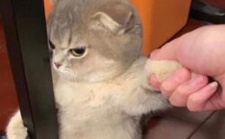 【いや！】ってなってる猫が話題に「表情が最高すぎるｗ」
