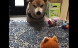 【笑】柴犬 VS 犬のおもちゃ！