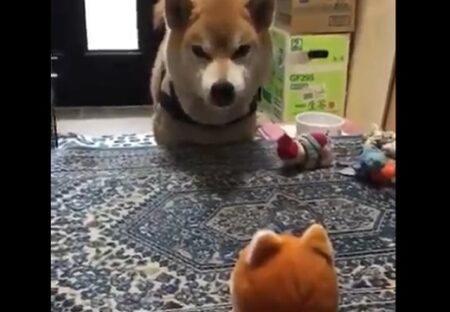 【笑】柴犬 VS 犬のおもちゃ！