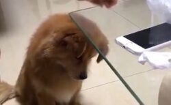 【動画】どんくさすぎる犬、めちゃくちゃ可愛いｗｗｗｗ