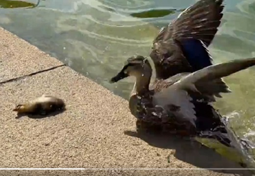 【愛】転んじゃったカモの赤ちゃんと、爆速で駆けつけるカモのお母さん。素敵すぎる!