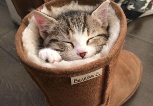 【すっぽり】もこもこブーツにぴったり入って眠っちゃった子猫が可愛いｗｗｗｗ