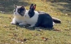 【ｲﾁｬｲﾁｬ】仲良しすぎる猫とウサギ、たまらなく可愛いｗｗｗｗ