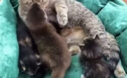 【愛】攻撃的なカワウソの赤ちゃんを引き取った母猫、やさしく受け入れる様子が泣ける・・