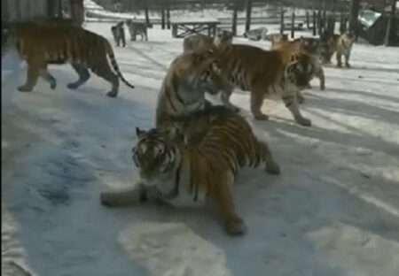 【ネコ科】雪を滑って遊ぶトラ達が話題に「へっぴり腰ｗ」「なぜかカメラ目線ｗ」