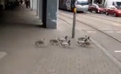 【動画】信号を理解しルールを守る鳥の一団が話題「すごく賢い！」「かわいいｗ」