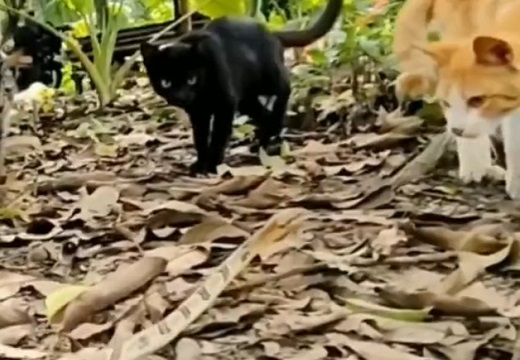【！】猫 vs へび、猫の反応速度がすごすぎるｗｗｗｗ