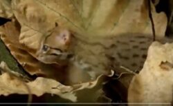 【えっ】世界最小のネコ科動物「サビイロネコ」が可愛すぎる！