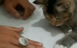 【天才】コイン隠しを凝視する猫、一発で完璧に再現してしまうｗ