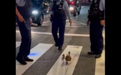 【やさしい】夜の街中を歩くカモ一家、警官3人ががっつり誘導！