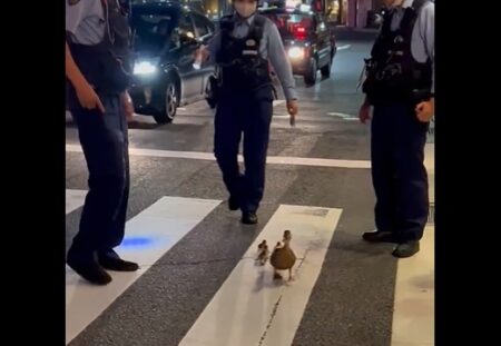 【やさしい】夜の街中を歩くカモ一家、警官3人ががっつり誘導！