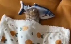 【いびきｗ】魚の枕で眠る子猫が可愛いすぎるｗｗｗｗ