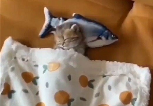 【いびきｗ】魚の枕で眠る子猫が可愛いすぎるｗｗｗｗ