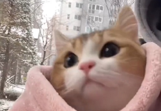 【たまらん】毛布にくるまって降る雪を眺める美人猫、リアクションが可愛い・・