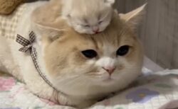 【鏡餅？！】美人ママの頭に乗る子猫、どっちも可愛いすぎるｗｗｗｗ