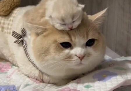 【ねここねこ】美人ママの頭に乗る子猫、どっちも可愛いすぎるｗｗｗｗ