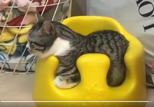 【え！】赤ちゃん用の椅子にすっぽりおさまっちゃう猫！ぴったりすぎるｗｗｗｗ