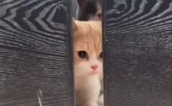 【動画】出られそうで出られない猫たちが可愛いｗｗｗｗ