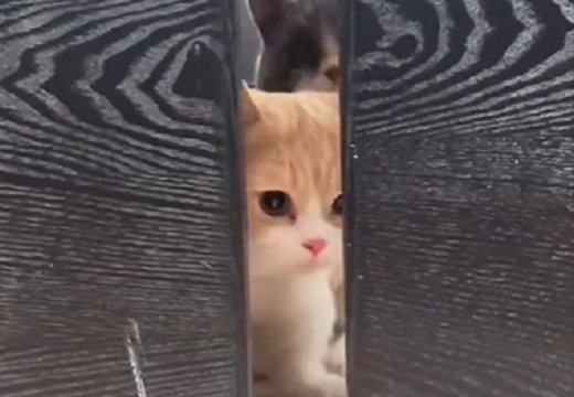 【動画】出られそうで出られない猫たちが可愛いｗｗｗｗ