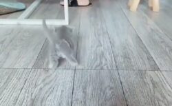 【動画】よちよち歩きの子猫がひたすら可愛い動画が話題「子猫って無敵‥」