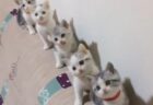 【動画】ダンシングフラワーと遊びたい子猫、一緒に踊ってるみたいｗｗｗｗ