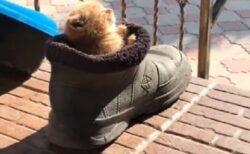 【動画】靴にすっぽり入って日向ぼっこしてる子猫、可愛いすぎるｗｗｗｗ