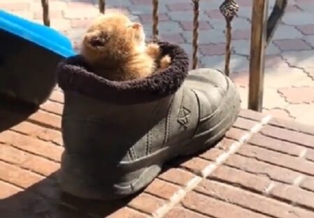 【動画】靴にすっぽり入って日向ぼっこしてる子猫、可愛いすぎるｗｗｗｗ