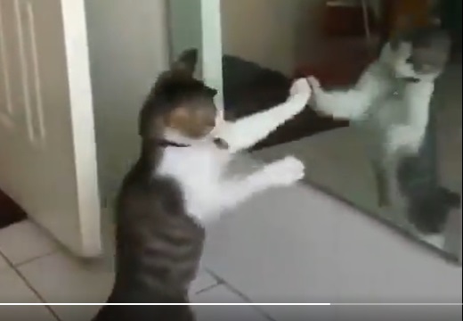 ｼｬｰｯ (*ΦωΦ*) 鏡の中の猫と対峙するねこが話題に「動きがｗ」