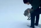 【ネコ科】雪を滑って遊ぶトラ達が話題に「へっぴり腰ｗ」「なぜかカメラ目線ｗ」