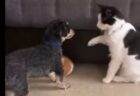 【動画】降りられず困る猫と、心配する犬・ヤギと助けたい飼い主、全てが素敵すぎるｗ