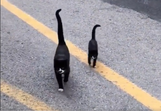 【動画】柄も歩き方もシッポの角度までそっくりの親子ネコ！可愛いすぎるｗｗｗｗ