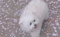 【ふわふわ】散歩中に桜まみれになった犬、可愛いすぎる(･∀･)