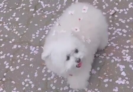 【ふわふわ】散歩中に桜まみれになった犬、可愛いすぎる(･∀･)