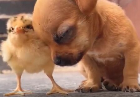 【ひゃー】寝落ちしそうな子犬と、子犬が倒れないよう仁王立ちで支えるヒヨコが話題に