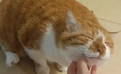 【足！】あごを撫でられるのが気持ちよくてたまらない猫、幸せそうｗ