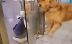 【笑】ガラス越しに猛喧嘩中の犬2匹、喉が渇くと中に入り適度な水分補給
