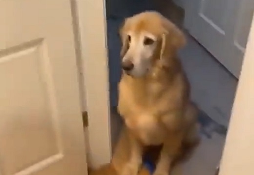 【動画】洗濯されるお気に入りのぬいぐるみを悲しそうに見つめる犬が話題にｗ