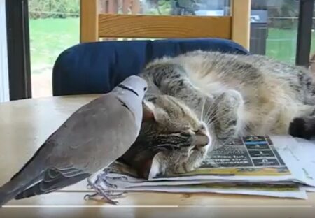 【愛】猫と遊びたくてつつきまくる鳩と、寝たいけど本気で怒れない猫ｗｗｗｗ