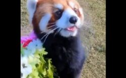 【動画】花束をプレゼントするレッサーパンダ、永遠に見ていたい可愛さｗ